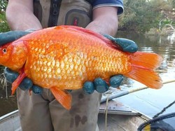 Invasi Ikan Mas Bikin Takut Kota Ini