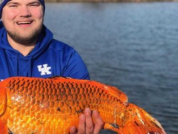 Warga Inggris Takut Lihat Banyak Ikan Mas Bermunculan