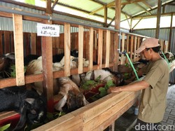 Minimarket Hewan Kurban Ini Beromzet Ratusan Juta di Tengah Pandemi COVID-19
