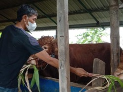 Doa dan Niat Berkurban Idul Adha serta Waktu Membacanya