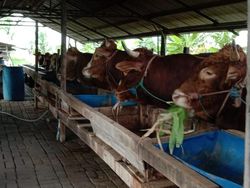 10 Dokter Diterjunkan Periksa Kesehatan 700 Lebih Hewan Kurban di Surabaya