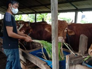Idul Adha Tinggal Menghitung Hari, Penjual Hewan Kurban Sambat Sepi