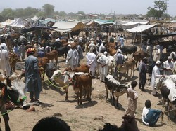 Jelang Idul Adha, Harga Hewan Kurban di Pakistan Meroket