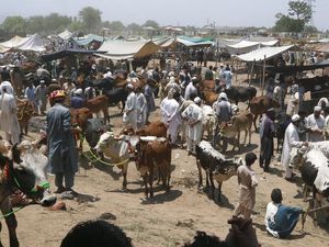 Jelang Idul Adha, Harga Hewan Kurban di Pakistan Meroket Jelang Idul Adha, Harga Hewan Kurban di Pakistan Meroket