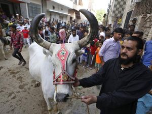 Sibuknya Pasar Hewan Kurban di Pakistan Kala Pandemi
