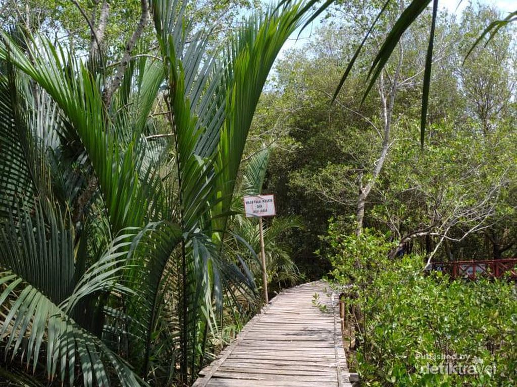 3 Fungsi Ekologis Hutan Mangrove di Kemaritiman Indonesia 3 Fungsi Ekologis Hutan Mangrove di Kemaritiman Indonesia