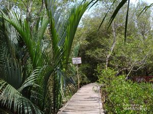 3 Fungsi Ekologis Hutan Mangrove di Kemaritiman Indonesia 3 Fungsi Ekologis Hutan Mangrove di Kemaritiman Indonesia