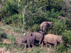 4 Petani di Aceh Tengah Diserang Gajah saat Gotong Royong, 1 Tewas