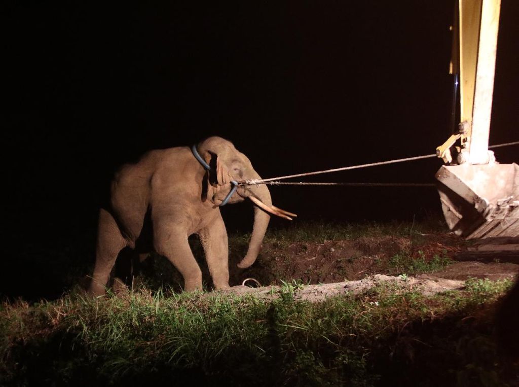 Meredam Konflik Gajah dan Manusia Meredam Konflik Gajah dan Manusia
