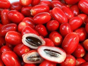 Ajaib! Buah Mungil Ini Bisa Bikin Rasa Makanan Asam Jadi Manis Ajaib! Buah Mungil Ini Bisa Bikin Rasa Makanan Asam Jadi Manis