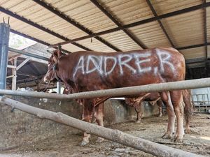Andre Rosiade Salurkan 17 Sapi Kurban di Sumatera Barat
