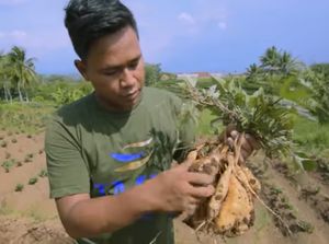 Dipecat Saat Pandemi Corona, Pria Ini Sukses Jadi Eksportir Ubi Madu Dipecat Saat Pandemi Corona, Pria Ini Sukses Jadi Eksportir Ubi Madu