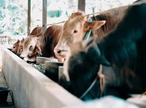 Inspiratif! Lulusan Terbaik dari Amerika Serikat Ini Pilih Jadi Peternak Sapi