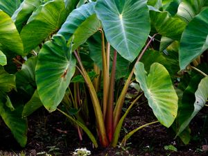 Jadi Komoditi Ekspor, Daun Talas Punya Nutrisi Untuk Perkuat Imun Tubuh