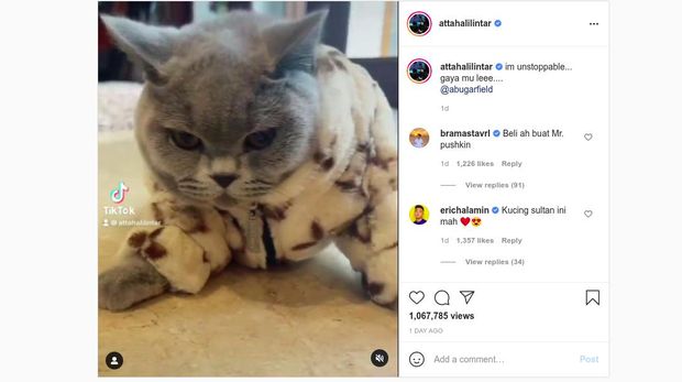 Kucing Atta Aurel