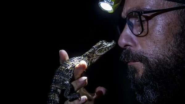 Menjaga Kelestarian Caiman di Laguna Marapendi Brasil