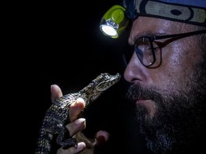 Menjaga Kelestarian Caiman di Laguna Marapendi Brasil