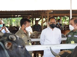 Kesiapan Kurban di Kota Makassar, Mentan: Hewan Tersedia & Harga Stabil