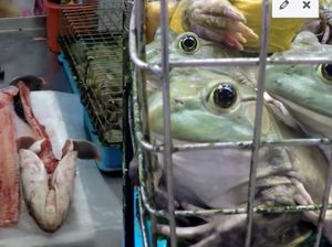 Pemerintah Singapura Larang Pasar Tradisional Jual Kodok dan Kura-kura Hidup