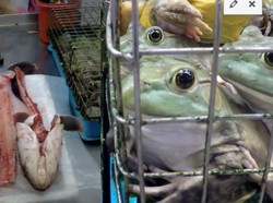 Pemerintah Singapura Larang Pasar Tradisional Jual Kodok dan Kura-kura Hidup