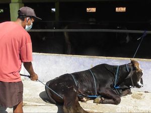 Tips Merobohkan Sapi Kurban Sendirian, Tanpa Bikin Kerumunan Tips Merobohkan Sapi Kurban Sendirian, Tanpa Bikin Kerumunan