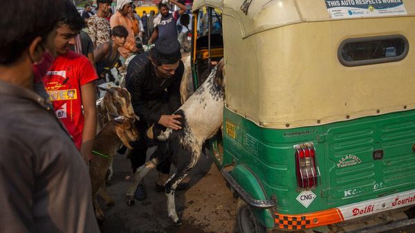 Saat Mobil hingga Bajaj Dipakai untuk Angkut Hewan Kurban
