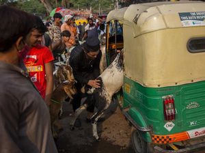 Saat Mobil hingga Bajaj Dipakai untuk Angkut Hewan Kurban