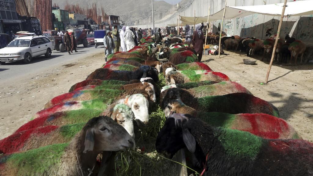 Sibuknya Pasar Hewan Kurban di Afghanistan Jelang Idul Adha