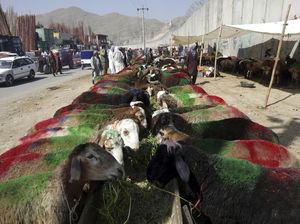 Sibuknya Pasar Hewan Kurban di Afghanistan Jelang Idul Adha