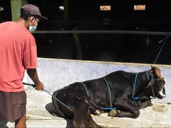 Bolehkah Daging Kurban Dijadikan Upah Tukang Jagal? Ini Penjelasan Hukumnya