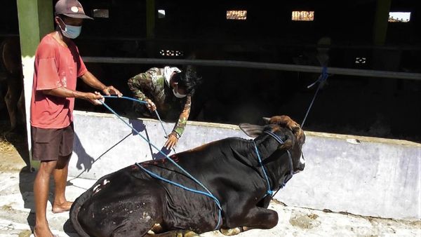 Yuk Lihat Tips Robohkan Sapi Kurban Tanpa Bikin Kerumunan