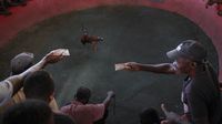 Judi Sabung Ayam Juga Ada di Haiti Loh
