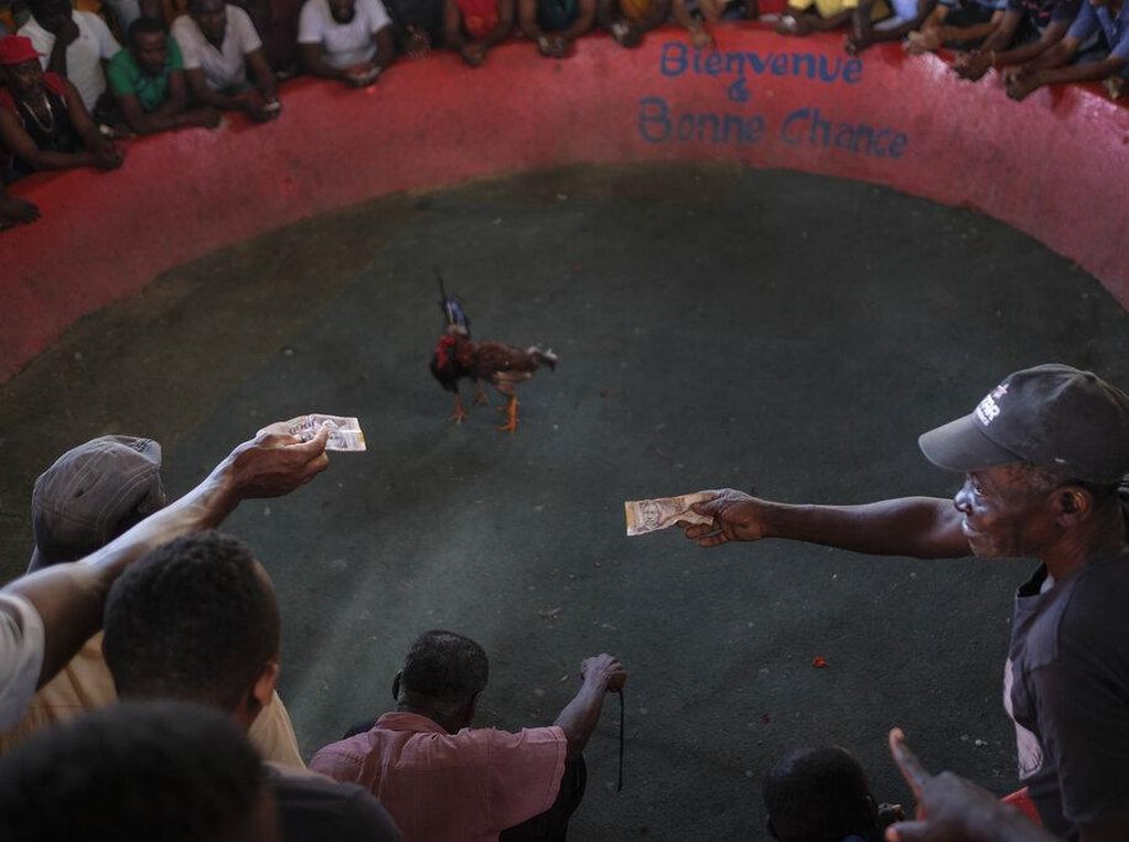 Judi Sabung Ayam Juga Ada di Haiti Loh