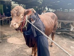 6 Gaya Artis dan Hewan Kurbannya, Atta Halilintar Borong Sapi Sekandang