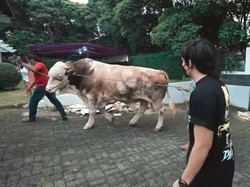 Aurel Beli 23 Kambing, Atta Halilintar Siapkan Sapi 1,4 Ton untuk Kurban