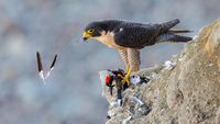 Karya Juara Kontes Foto Burung yang Bikin Mata Terperangah