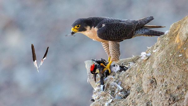 Karya Juara Kontes Foto Burung yang Bikin Mata Terperangah