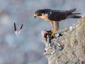 Karya Juara Kontes Foto Burung yang Bikin Mata Terperangah