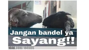 8 Meme Lucu Jelang Idul Adha, Relatable Sekaligus Bikin Ngenes