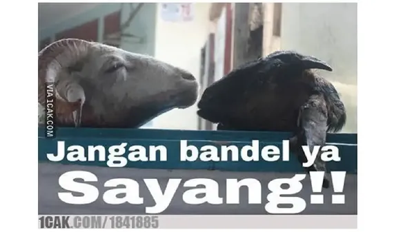 8 Meme Lucu Jelang Idul Adha, Relatable Sekaligus Bikin Ngenes