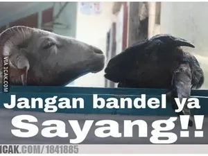 8 Meme Lucu Jelang Idul Adha, Relatable Sekaligus Bikin Ngenes