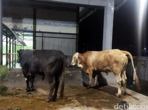 Jumlah Hewan Kurban yang Akan Disembelih di RPH Blitar Naik 3 Kali Lipat