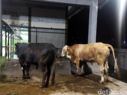 Jumlah Hewan Kurban yang Akan Disembelih di RPH Blitar Naik 3 Kali Lipat