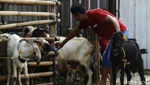 Penjual Hewan Kurban di Bekasi Tak Terdampak PPKM Darurat