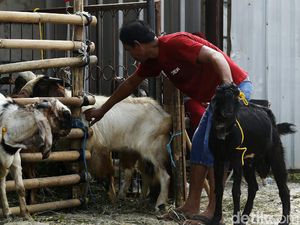 Penjual Hewan Kurban di Bekasi Tak Terdampak PPKM Darurat