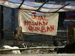 Dispernakan Bandung Barat Temukan 63 Hewan Kurban Cacat-Penyakitan
