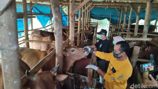 Penjualan sapi kurban di Ciamis