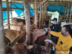 Pandemi COVID-19, Penjualan Sapi Kurban di Ciamis Naik 25 Persen