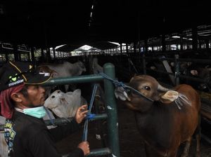 Pemprov DKI Wanti-wanti Panitia Kurban Tak Buang Limbah ke Kali