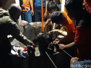 Dramatis! Evakuasi Sapi Kurban Nyemplung Sumur di Karanganyar